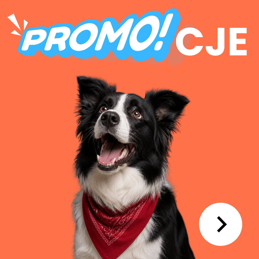 Promocje na karmy dla psów